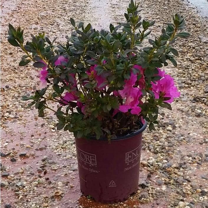 2 Gal. Autumn Royalty Reblooming Azalea Shrub with Purple Flowers - Hercitys