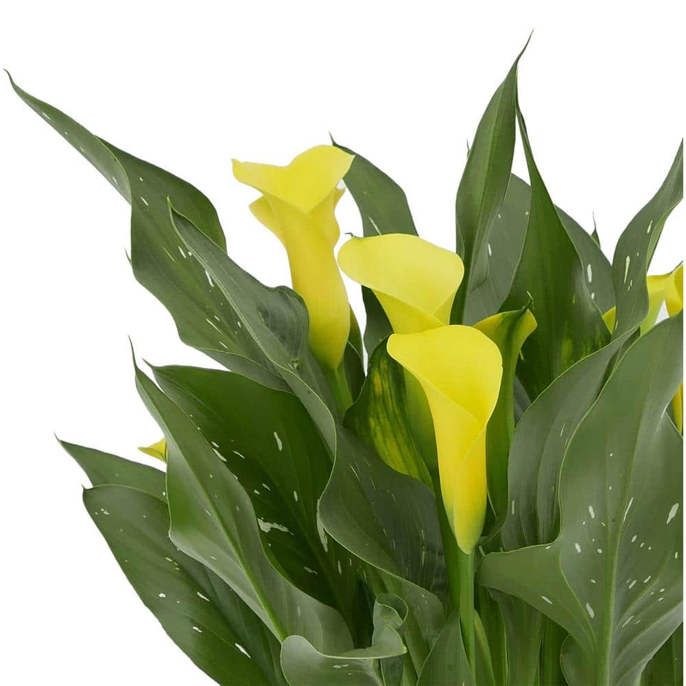 2.5 qt. Perennial Calla Lily Yellow - Hercitys