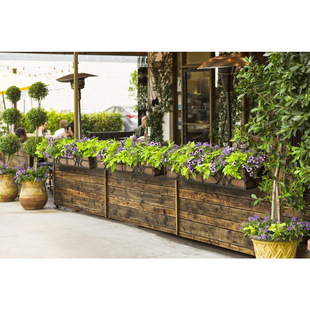 4.25 in. Eco+Grande Sweet Caroline Light Green Sweet Potato Vine (Ipomoea) Live Plant, Green Foliage (4-Pack) - Hercitys