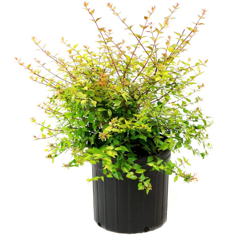 2.25 gal. Abelia Peach Perfection Shrub with Pink Flowers - Hercitys