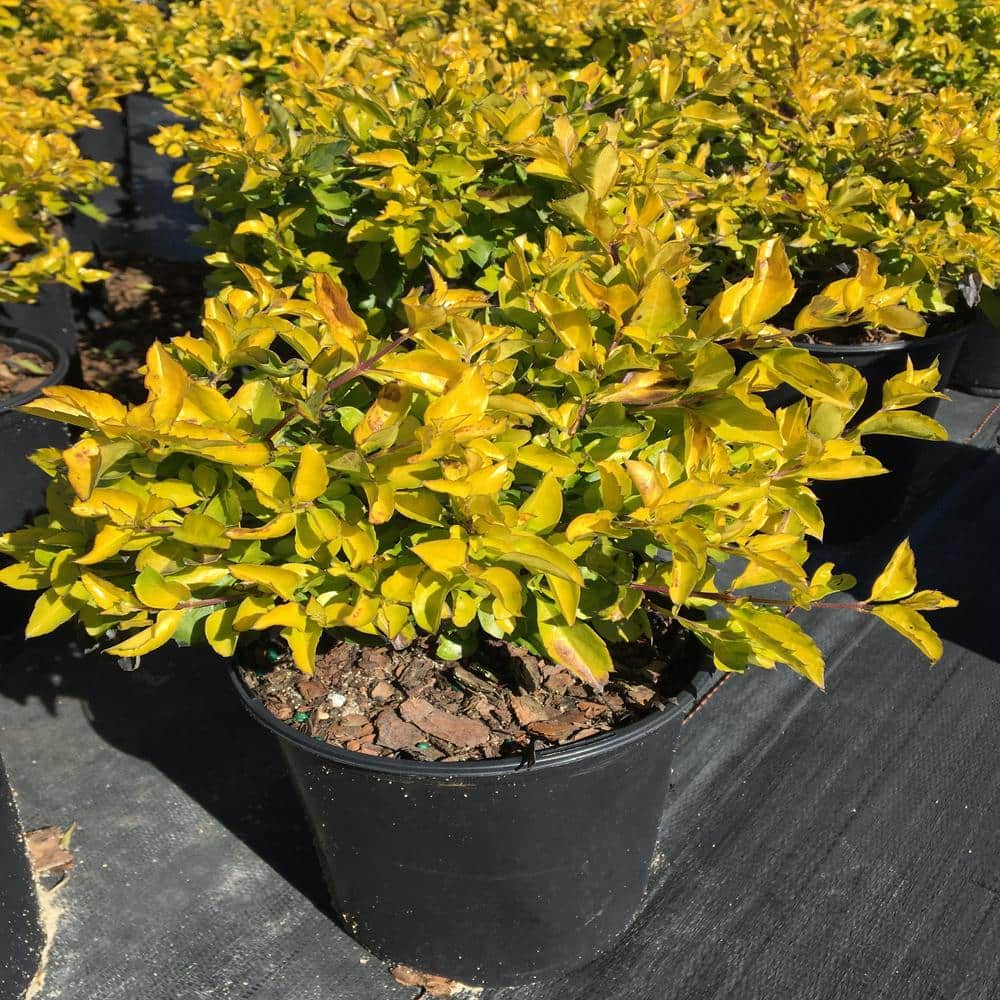 3 Gal. Gold Mound Duranta Flowering Shrub with Tiny Lavender Flowers - Hercitys