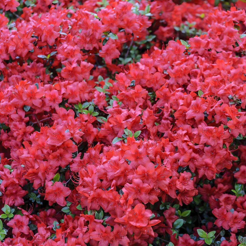 3 gal. Hershey Red Azalea Shrub with Red Flowers - Hercitys