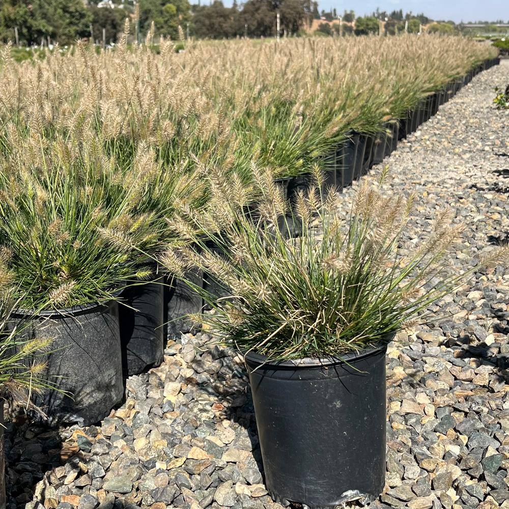 1 Container-Little Bunny Dwarf Fountain Grass Plant - Hercitys