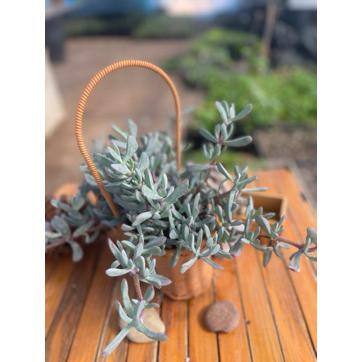 5 in. Oscularia Pedunculata with Mauve Flowers, Succulent Plants in Grower Hanging Pot - Hercitys