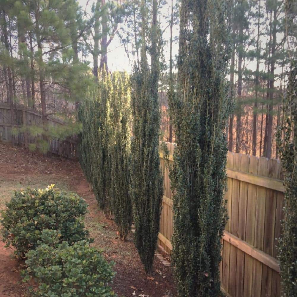 2.5 Gal – Sky Pencil Japanese Holly(Ilex), Live Plant, Upright Growth Habit - Hercitys