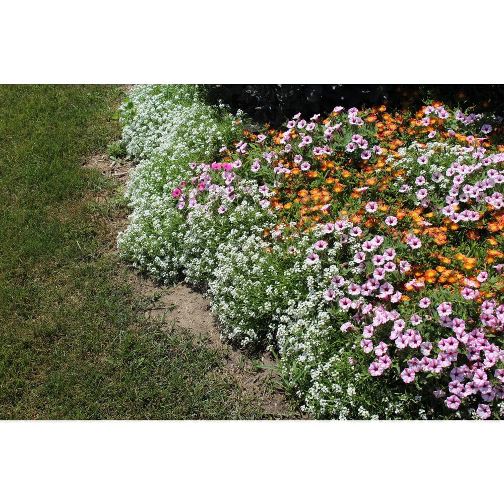 4.25 in. Eco+Grande Supertunia Mini Vista Pink Star (Petunia) Live Plant, Light Pink and White Striped Flowers (4-Pack) - Hercitys
