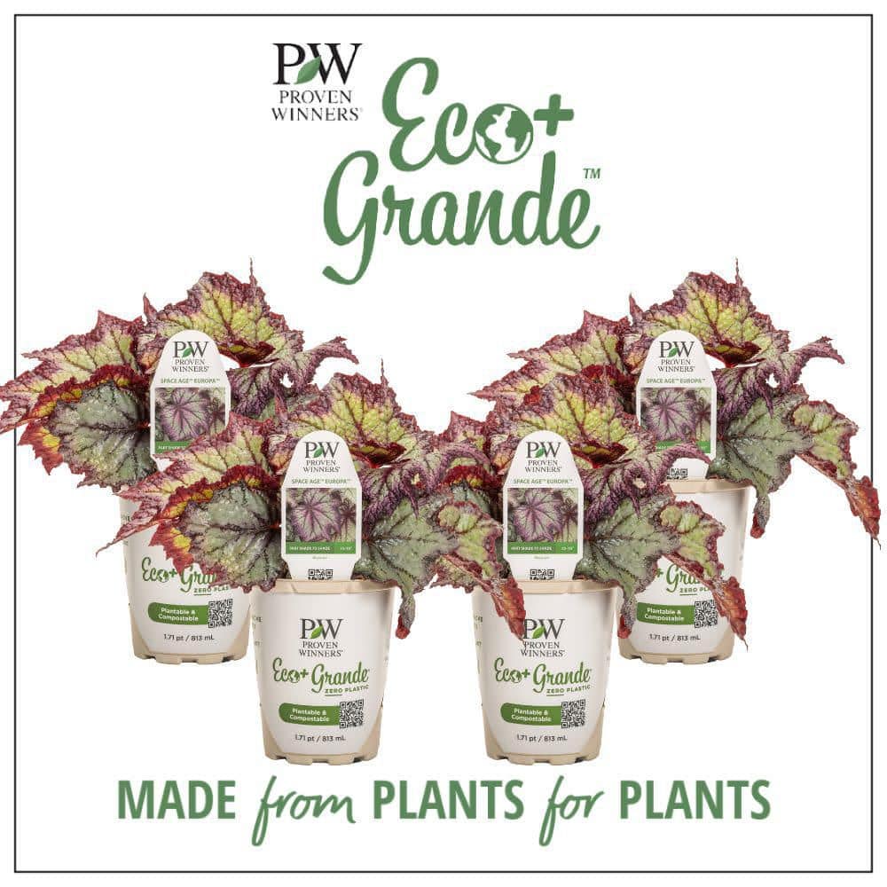 4.25 in. Eco+ Grande Space Age Europa Begonia (Begonia rex) Live Annual Plant with Black and Silver Foliage 4-Pack - Hercitys