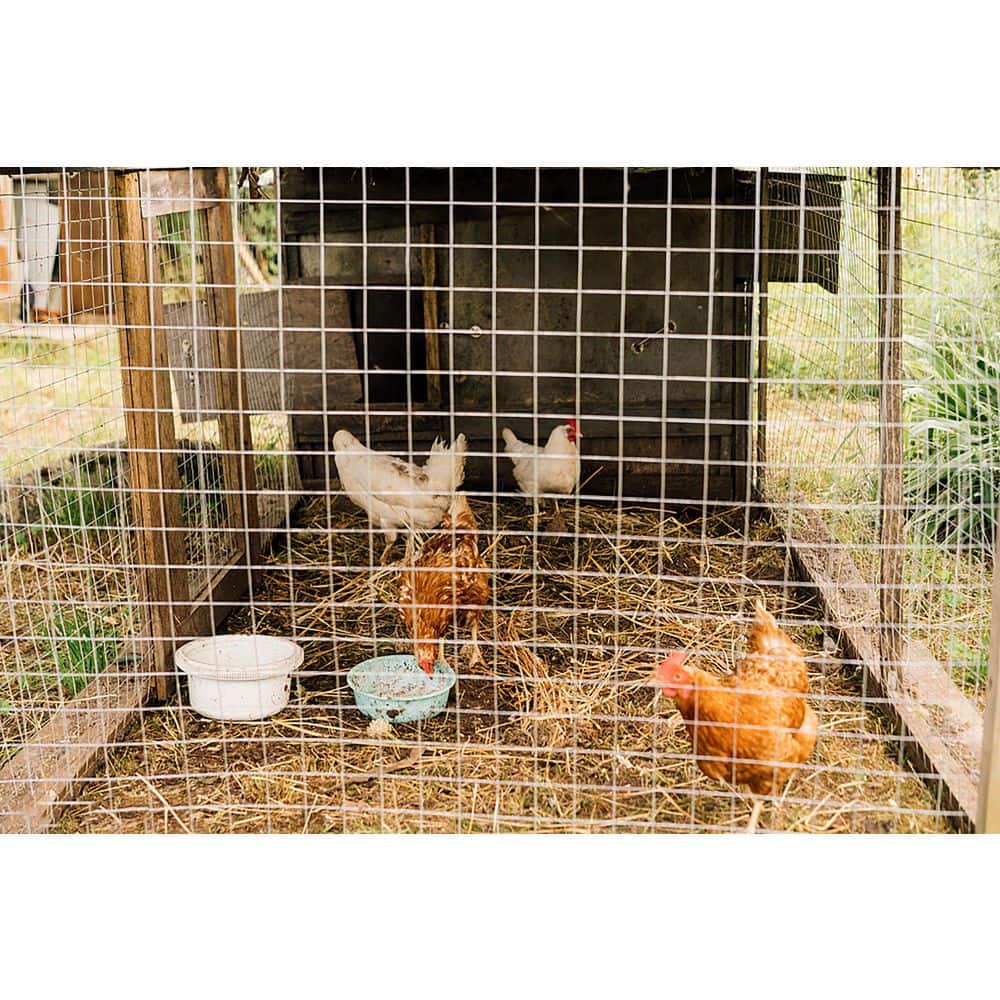 1/2 in. x 48 in. x 50 ft. Hardware Cloth Welded Silver Metal Edging Hot-Dip Galvanized Chicken Wire Fence Garden Plant - Hercitys