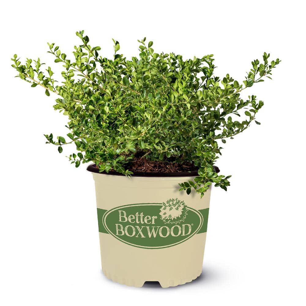 1 Gal. Babylon Beauty Boxwood Shrub - Hercitys