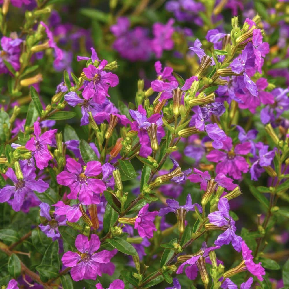 2.5 in. Cuphea Enchantia Purple Perennial Plant with Purple Flowers (3-Pack) - Hercitys