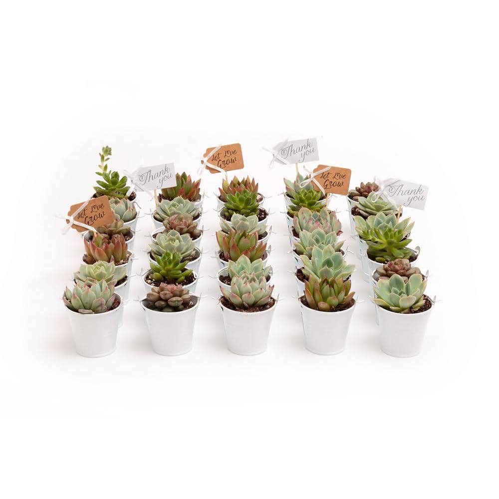2 in. Wedding Event Rosette Succulents Plant with White Metal Pails and Let Love Grow Tags (30-Pack) - Hercitys