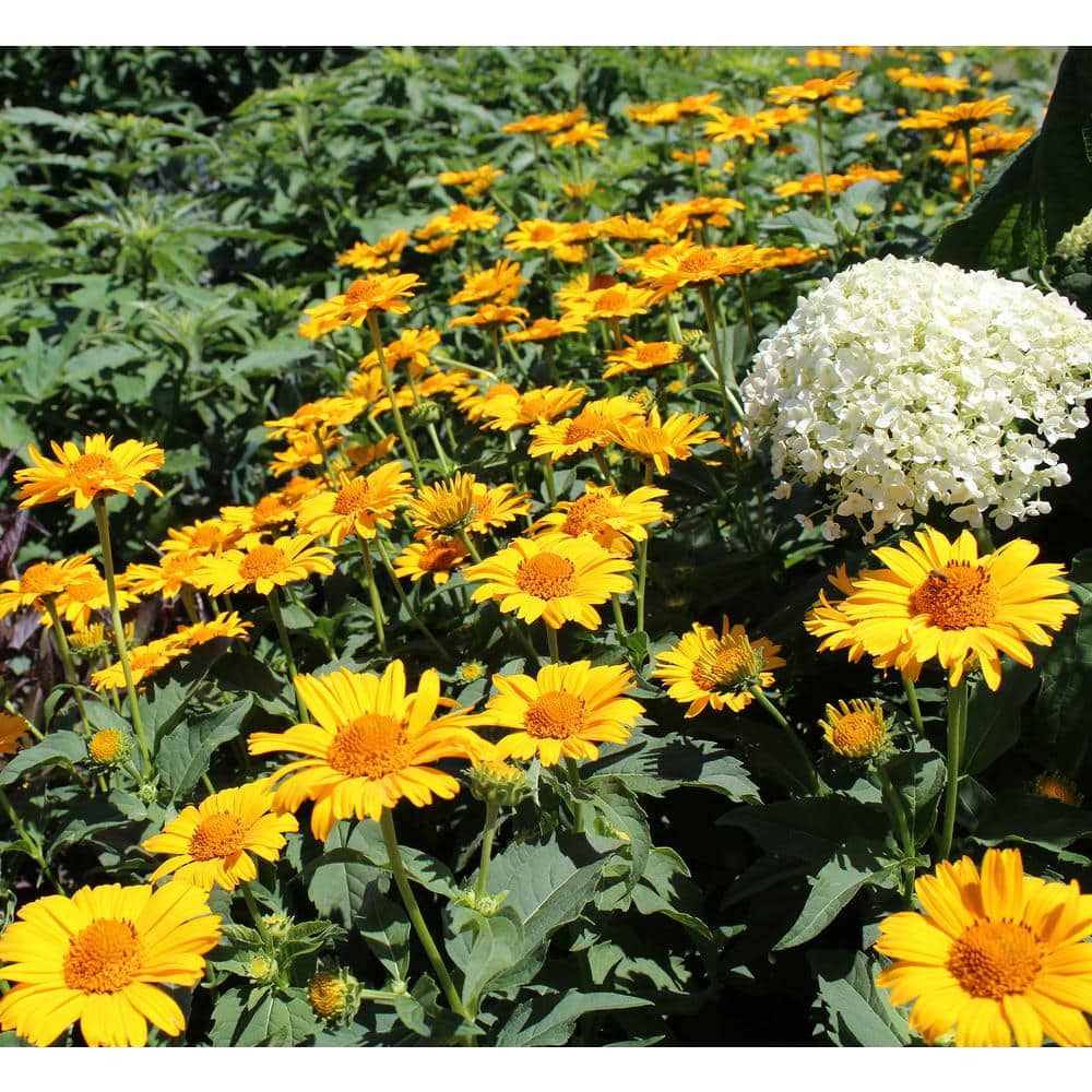 4.25 in. Eco+Grande Bright Lights Yellow African Daisy (Osteospermum) Live Plant, Yellow Flowers (4-Pack) - Hercitys