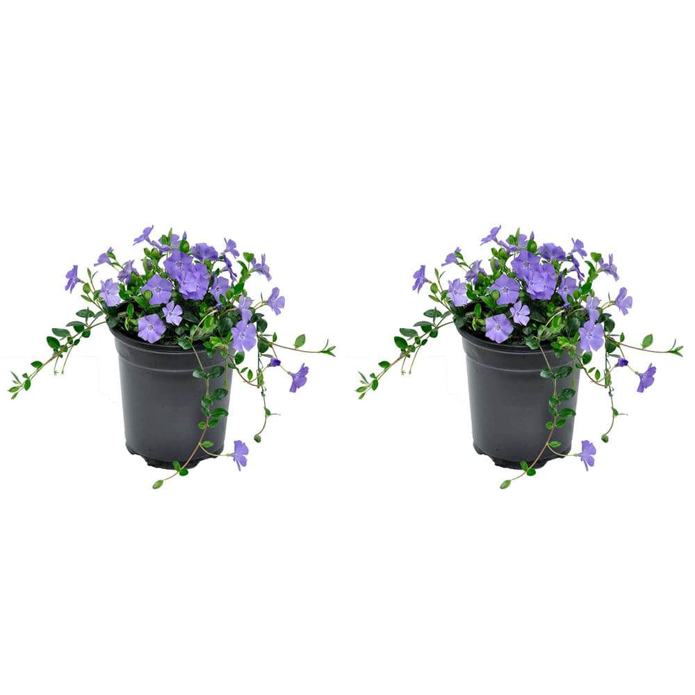2.5 qt. Spring Flowering Perennial Groundcover Vinca Minor Bowles Mauve (2-Pack) - Hercitys