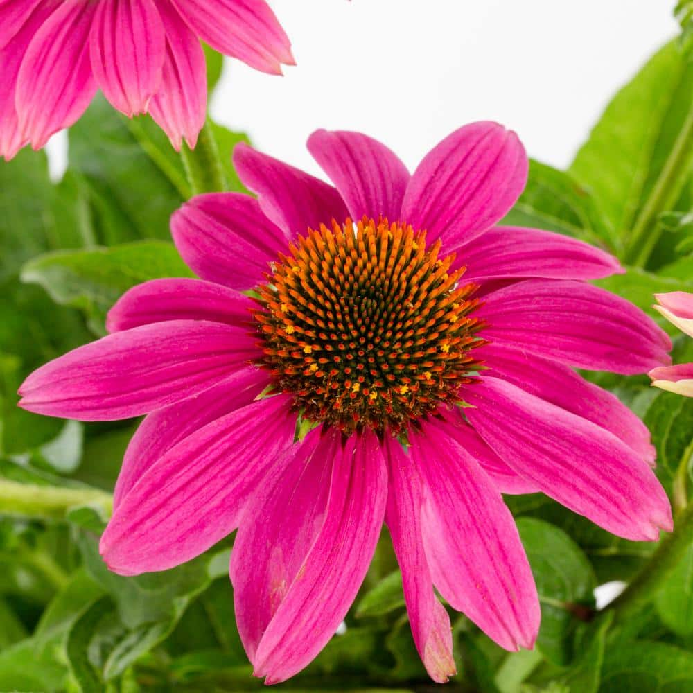 2 Qt. Pow Wow Wilderberry Pink Cone Flower Echinacea Perennial Plant (3-Pack) - Hercitys