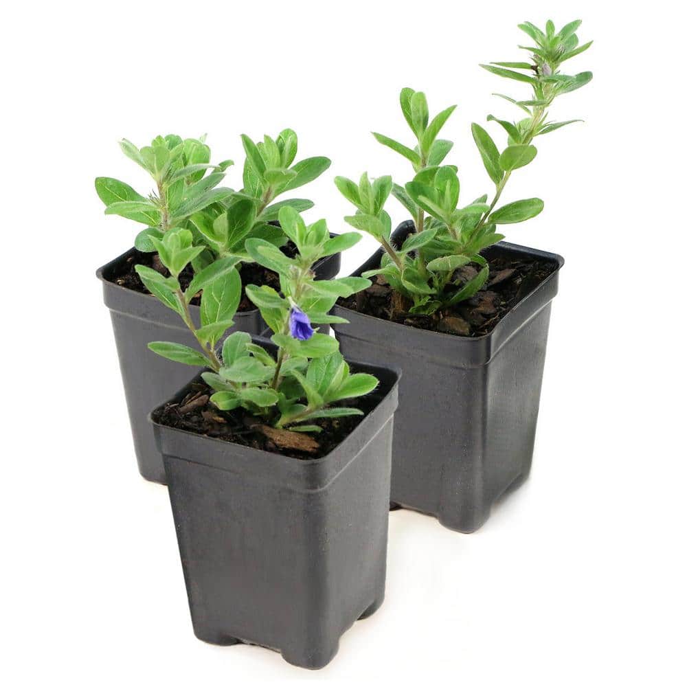 4 in. Beach Bum Blue Evolvulus Glomeratus Perennial Plant with Blue Flowers (3-Pack) - Hercitys