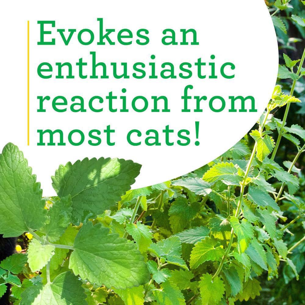 19 oz. Catnip Herb Plant (2-Pack) - Hercitys