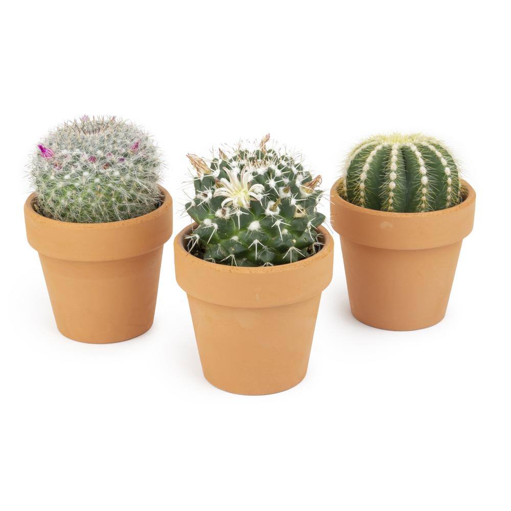 2.5 in. Assorted Cactus 3-Pack in Terra Cotta Clay Pot - Hercitys