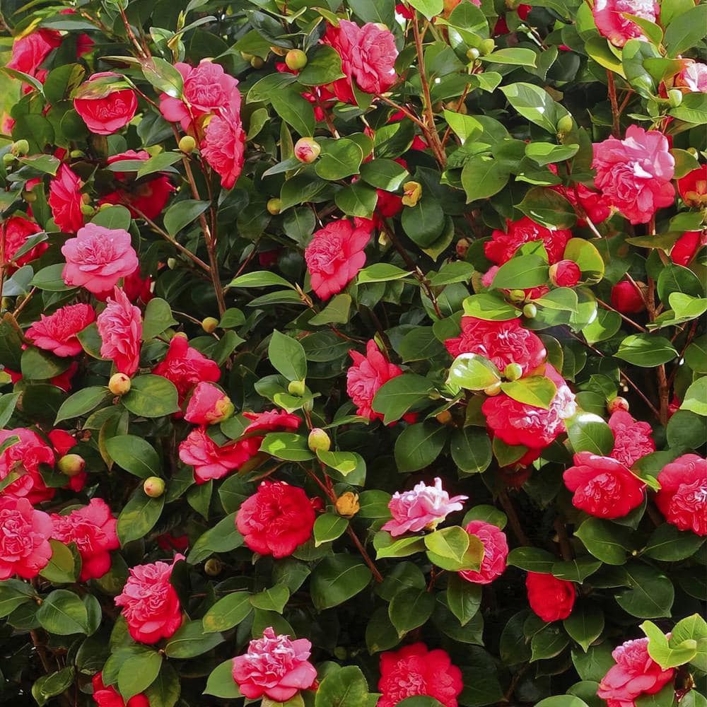 1 Gal. Camellia Red Twister Shrub with Red Flowers - Hercitys