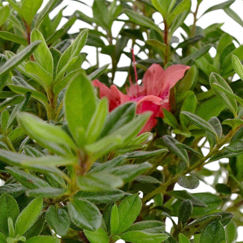 2.5 Quart Azalea ‘Fashion’ Flowering Shrub with Pink Flowers - Hercitys