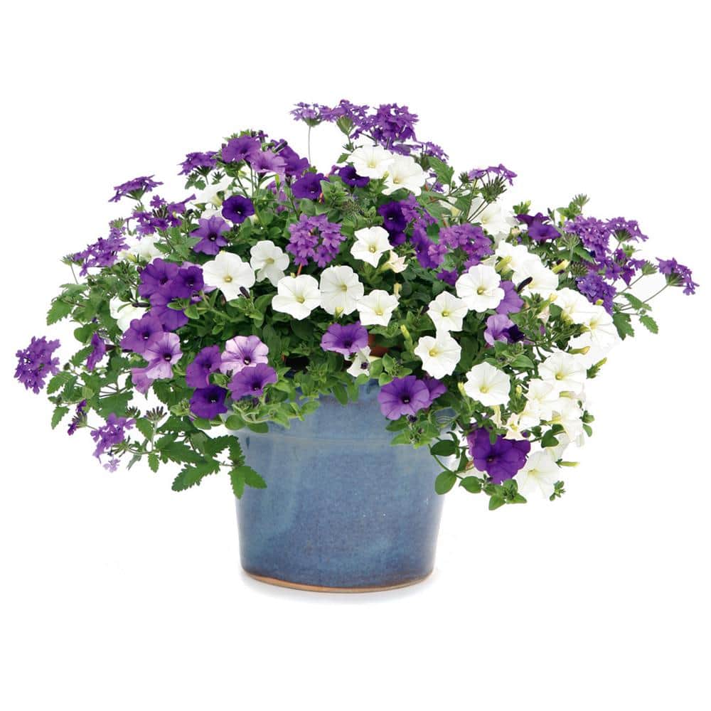 4.25 in. Eco+Grande Supertunia Mini Vista White (Petunia) Live Plants, White Flowers ((4-Pack)) - Hercitys