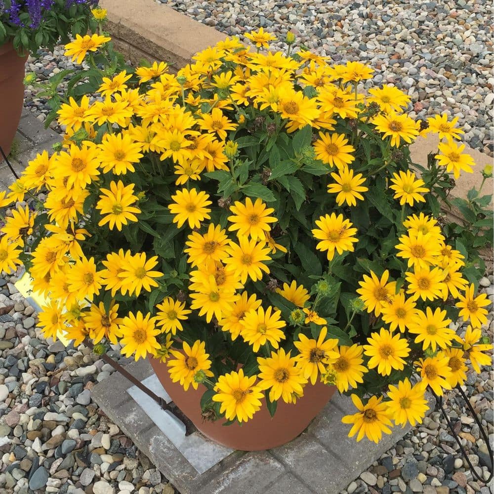 0.65 Gal. Tuscan Gold False Sunflower (Heliopsis helianthoides) Live Perennial Plant with Yellow Flowers - Hercitys