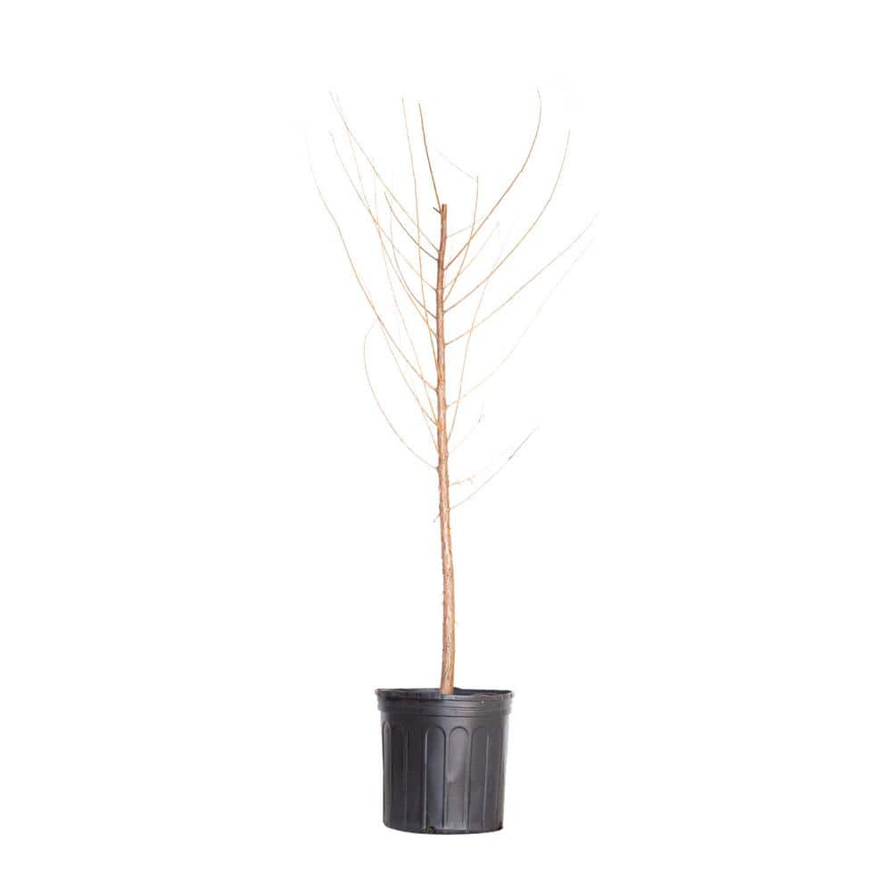 2.5 Gal. Bald Cypress Deciduous Tree - Hercitys