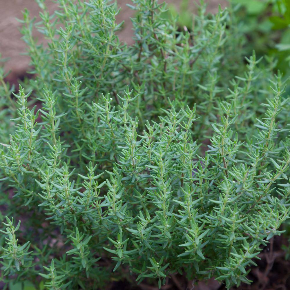 4 in. Rosemary Herb Plant with Lavender Blooms (3-Pack) - Hercitys