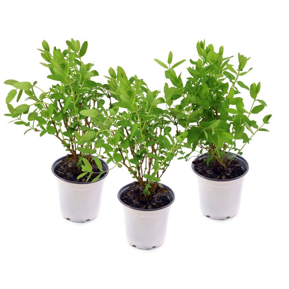 4 in. Honeysuckle Peaches and Cream Plant (3-Pack) - Hercitys