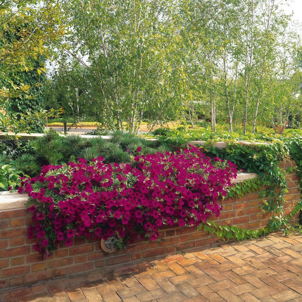 4 in. Purple Classic Wave Petunia Annual Plant with Purple Flowers (3-Pack) - Hercitys