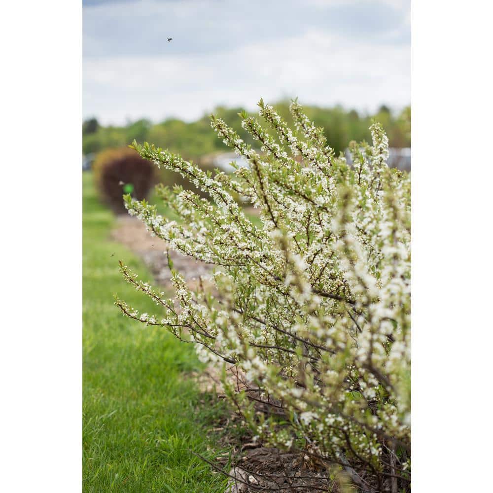 2 Gal. Jade Parade Sand Cherry Live Shrub with White Flowers - Hercitys