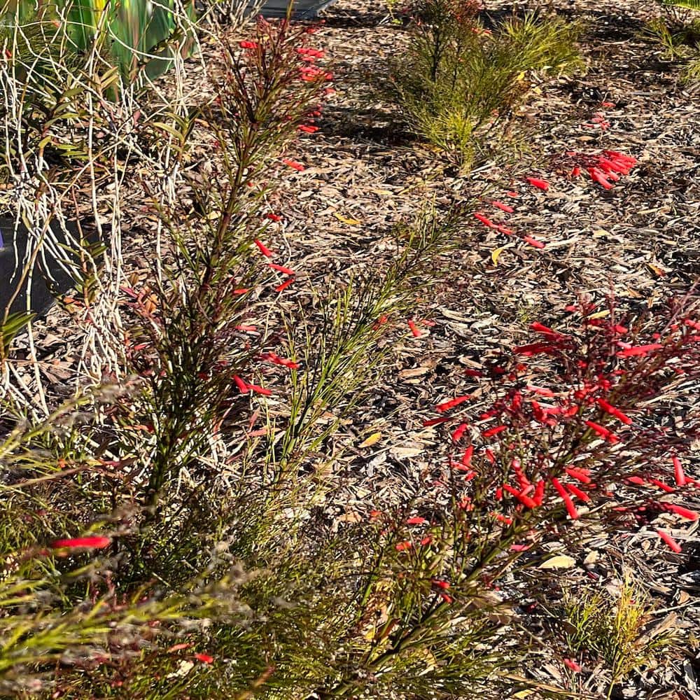 3 Gal. Firecracker Plant Flowering Shrub with Scarlet Red Flowers - Hercitys