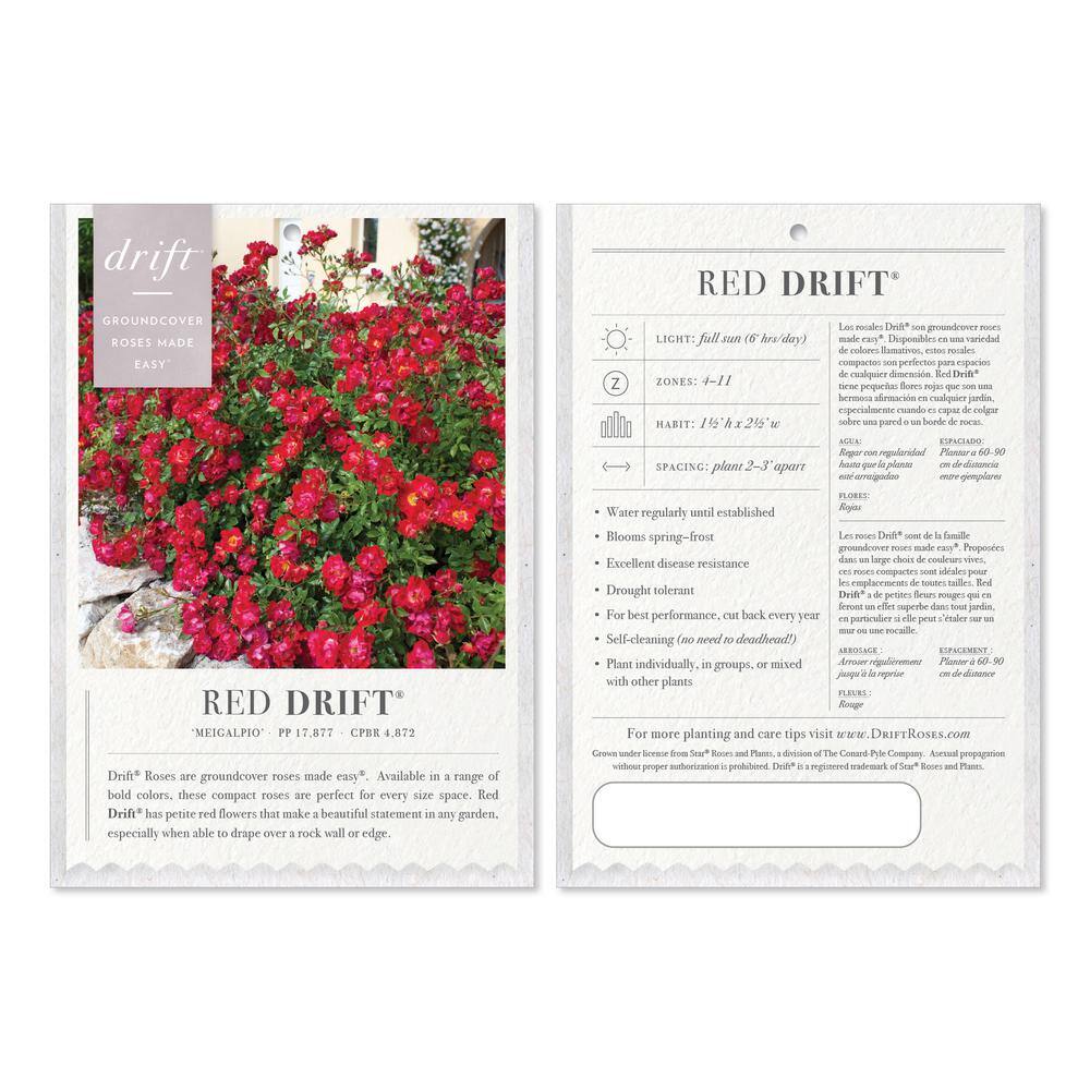 3 Gal. Red Drift Rose Bush with Red Flowers - Hercitys