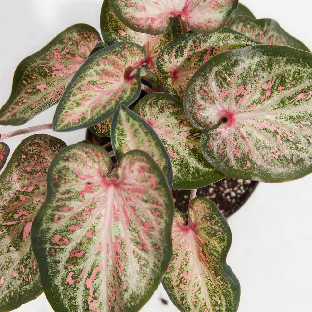 4 in. Caladium Candyland Perennial Plant (3-Pack) - Hercitys