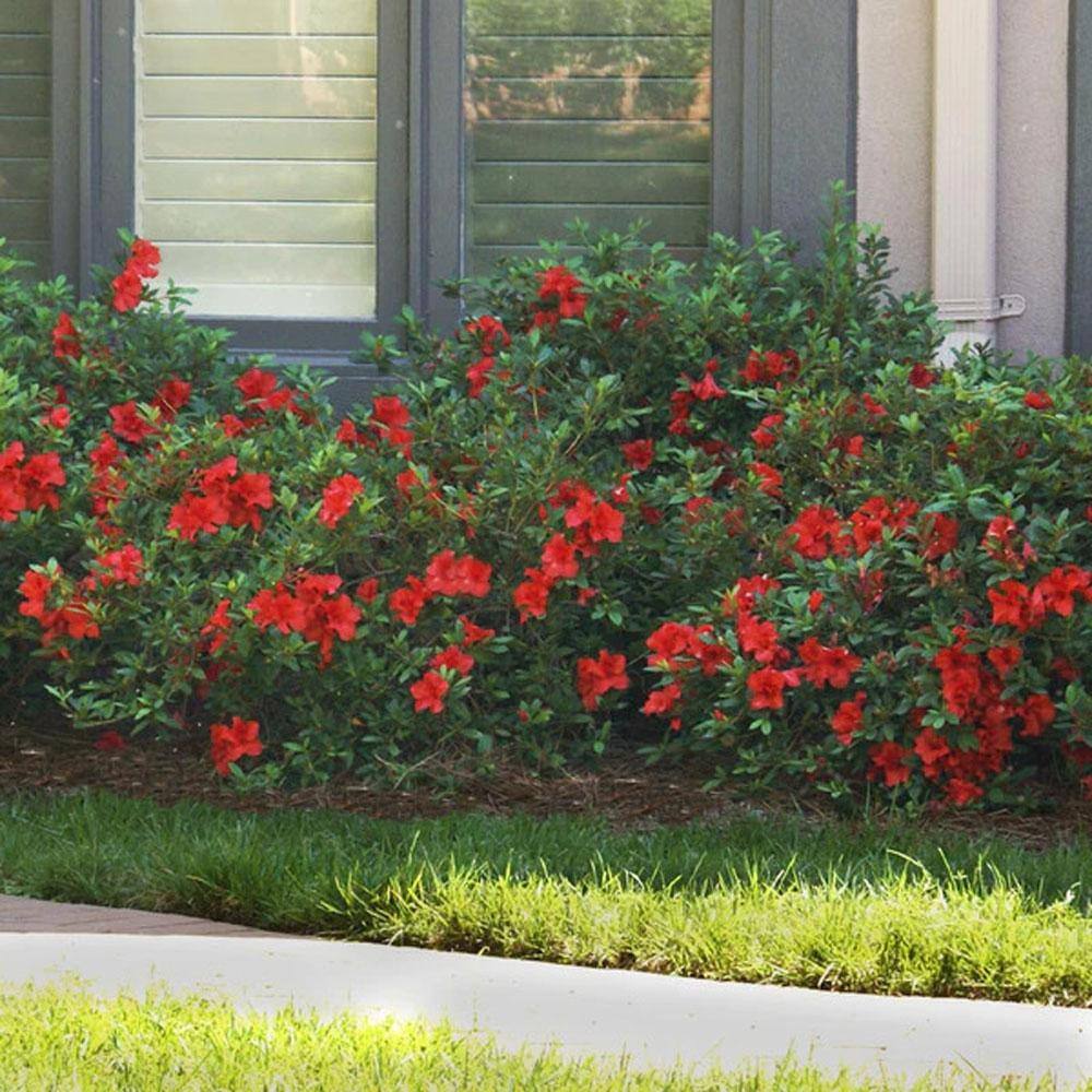 3 Gal. Autumn Bonfire Reblooming Azalea Shrub with Red Flowers - Hercitys