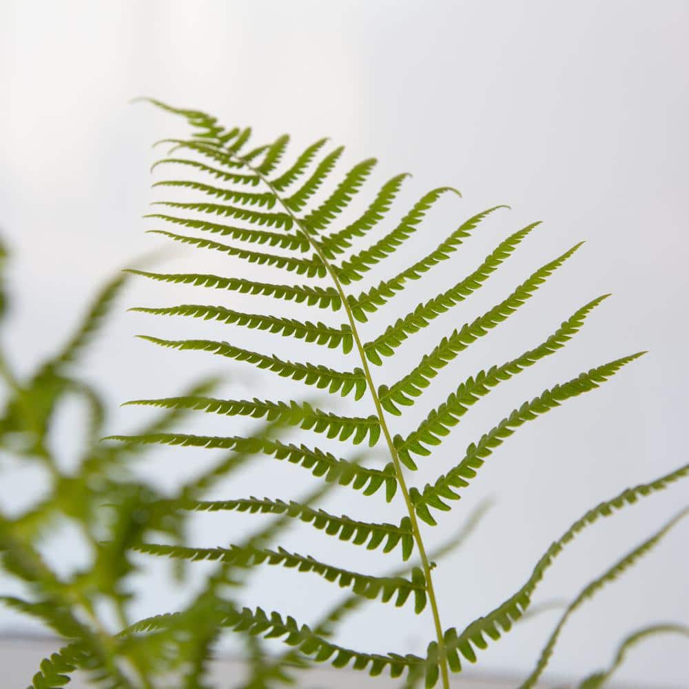2.5 Qt. Southern Wood Fern, Live Evergreen Plant, Soft Green Foliage - Hercitys