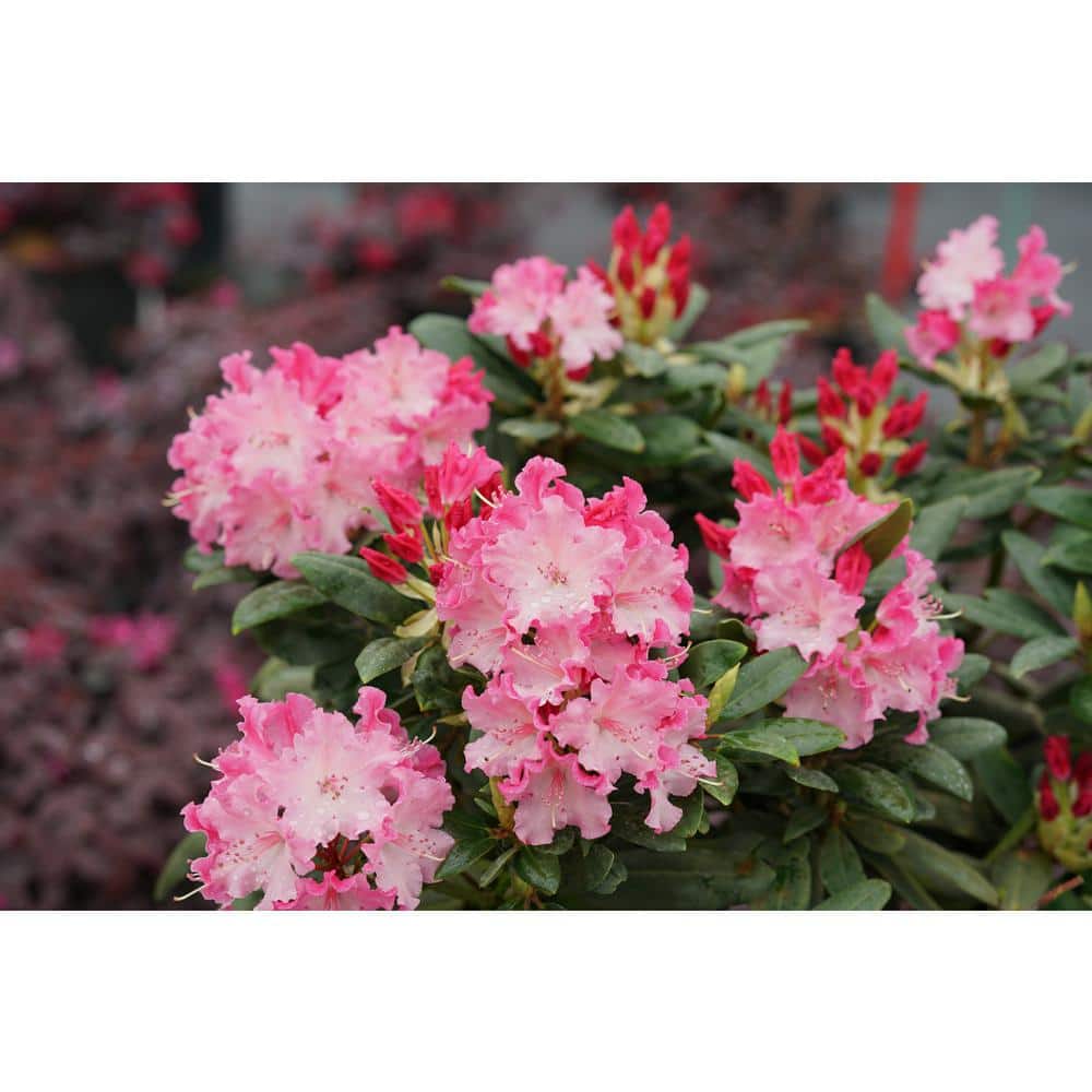 4.5 in. Quart Dandy Man Color Wheel(Rhododendron) Live Plant, Pink Flowers and Evergreen Foliage - Hercitys