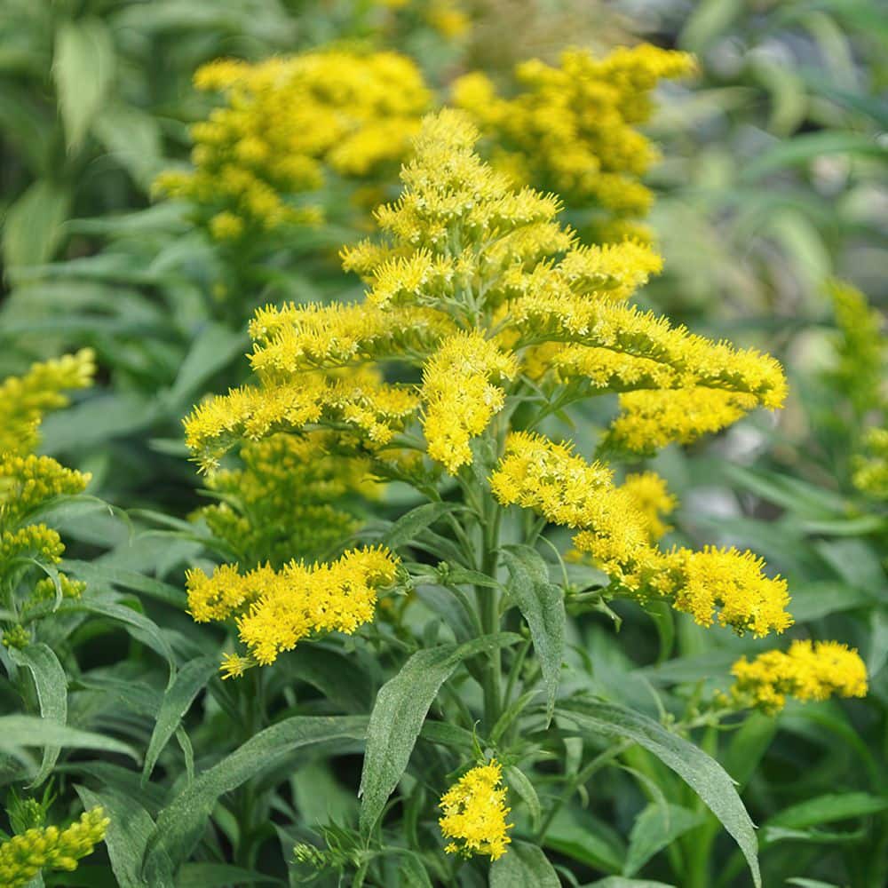 3.25 in. Goldenrod Spark Plug Perennial Plant with Yellow Flowers (3-Pack) - Hercitys