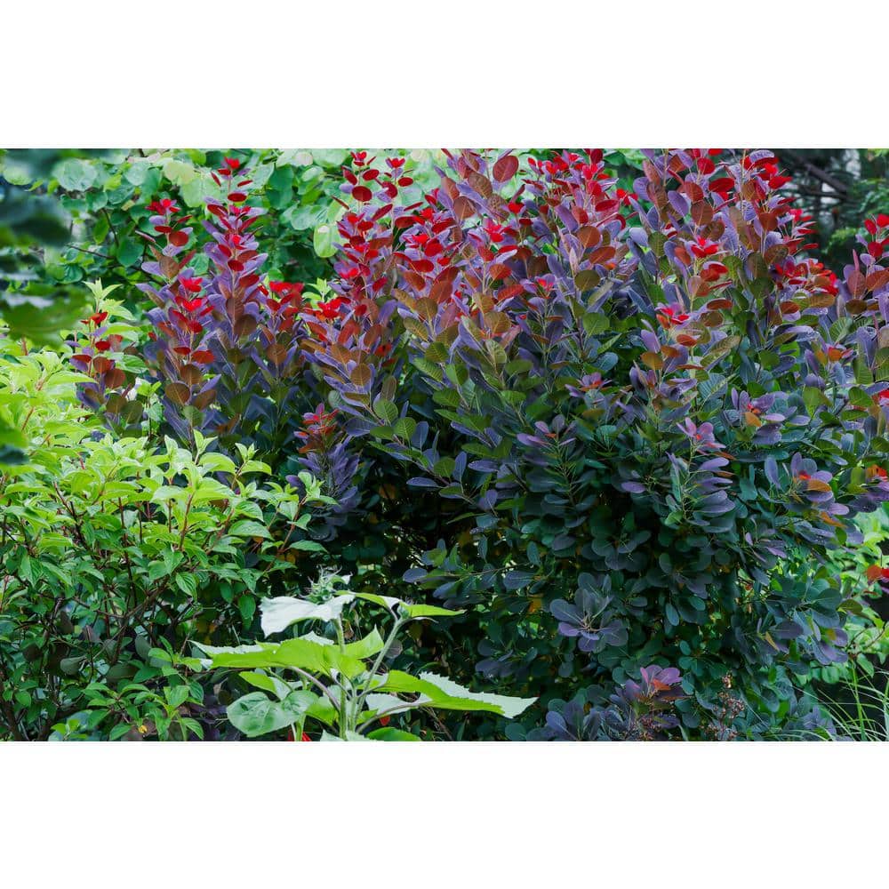 1 Gal. Royal Purple Smokebush Shrub Colorful Plumes Rising Out of Foliage Provide a Rare and Dramatic Smokey Effect - Hercitys