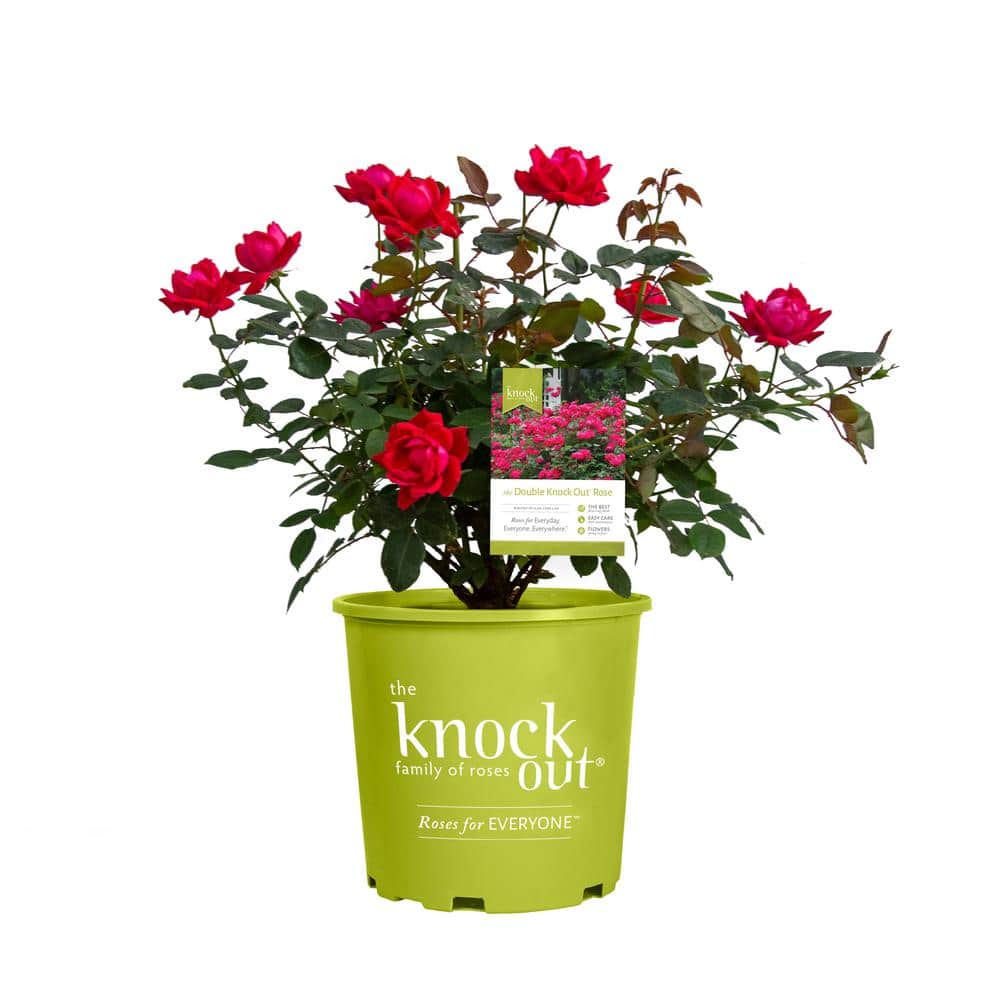 3 Gal. Red Double Knock Out Rose Bush with Red Flowers - Hercitys