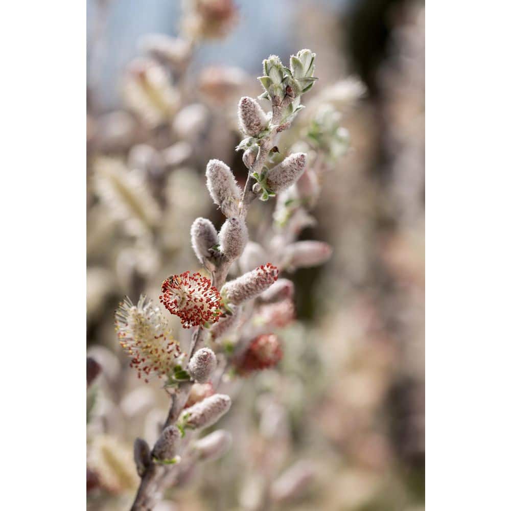 2.0 Gal. Iceberg Alley Sageleaf Willow Shrub with Silver and Red Flowers 1-Each - Hercitys
