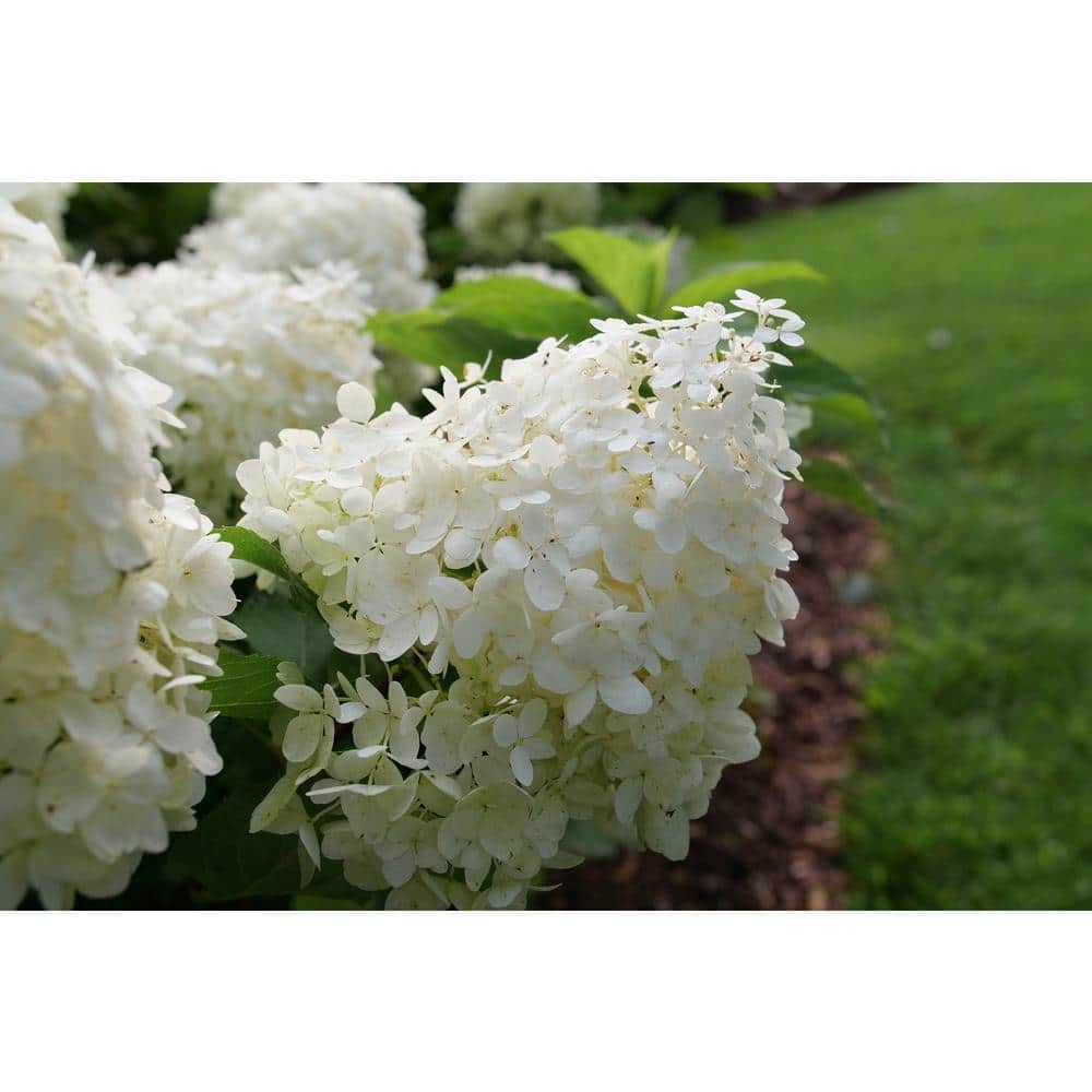 4.5 in. qt. Puffer Fish Panicle Hydrangea Plant (Hydrangea Paniculata) Live Flowering Shrub with White and Green Flowers - Hercitys