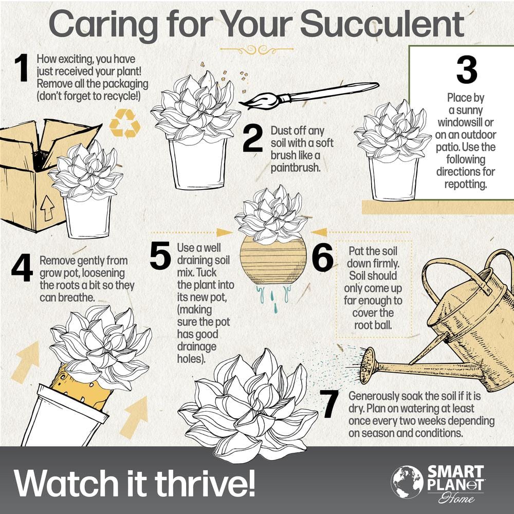 3Pk 2.5 in. Lolite Haworthia and Gasteria Succulents in Matte White Cylindrical Decco Pot - Hercitys