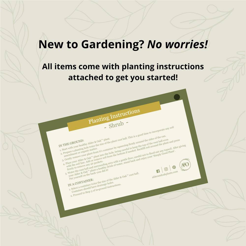 #5 Container Redbird Azalea Perennial Plant (2-Pack) - Hercitys