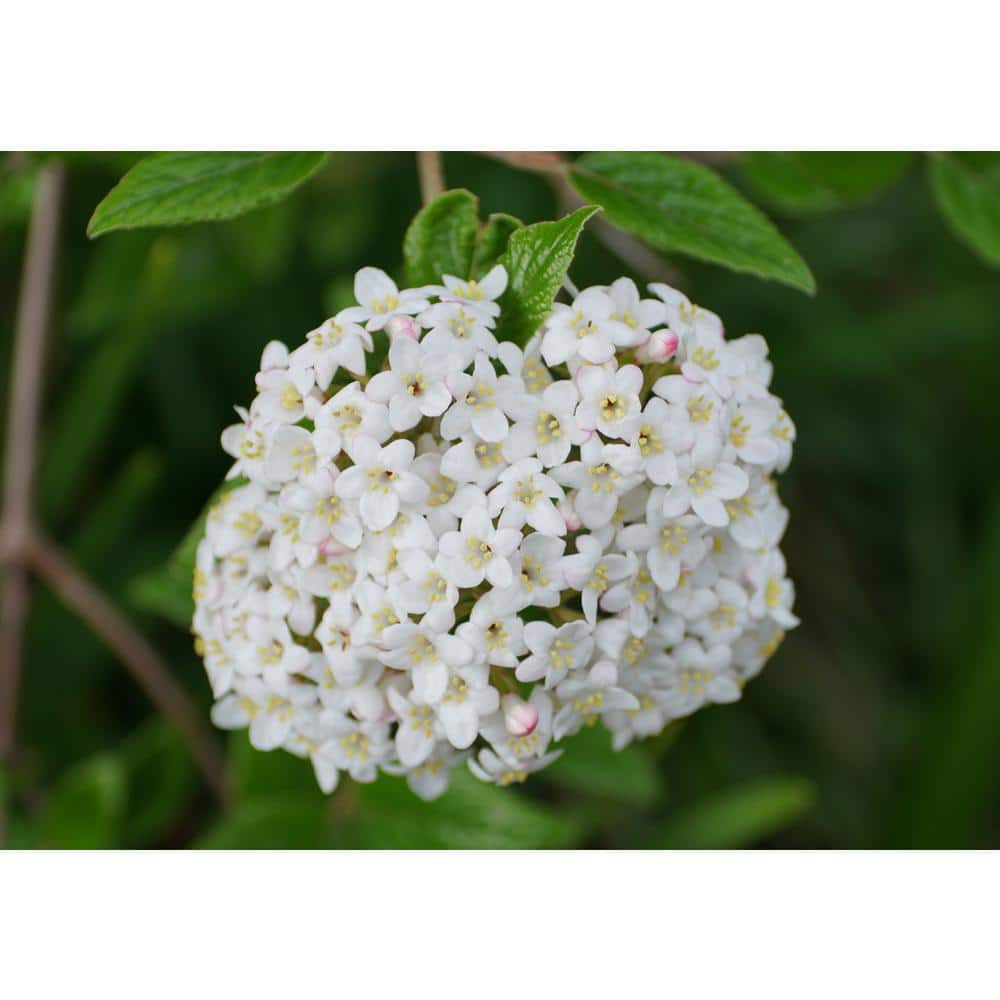 1 Gal. Burkwood Viburnum Evergreen Shrub - Hercitys