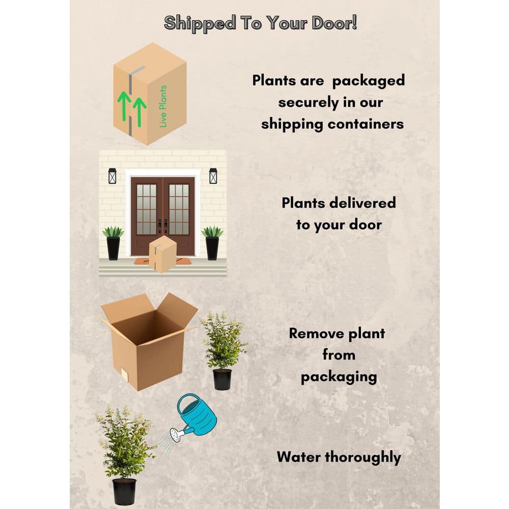 2.25 Gal. Natchez Crape Myrtle Tree - Hercitys