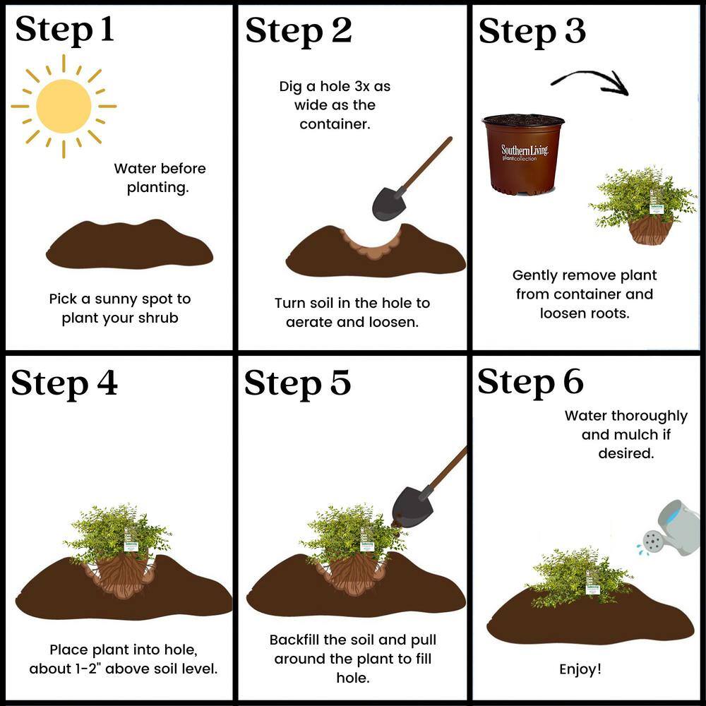 2 Gal. Miss Lemon Abelia Plant with Bright Variegated Yellow Foliage - Hercitys
