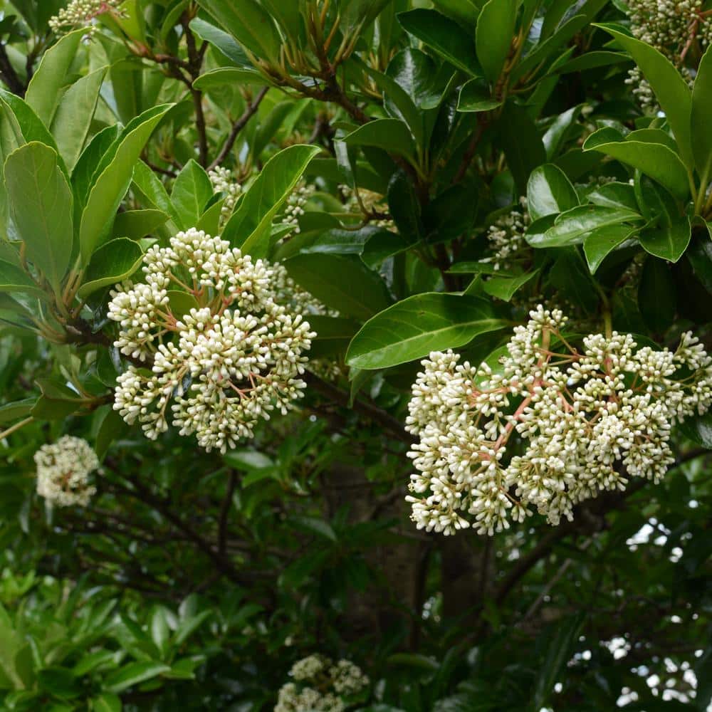 3 gal. Viburnum Chindo Shrub with White Flowers - Hercitys