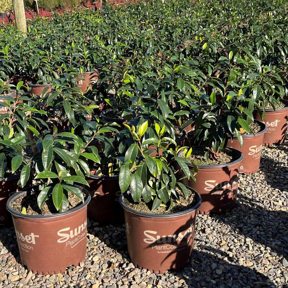 3 Gal. Stellar Ruby Magnolia Shrub Plant - Hercitys