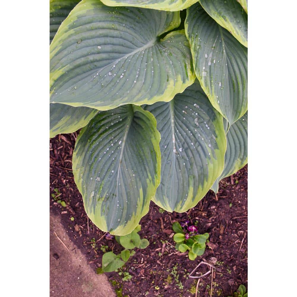 0.65 Gal. Shadowland Wu-La-La Hosta Live Plant, Blue-Green Foliage and Purple Flowers - Hercitys