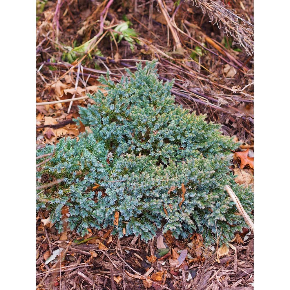 1 Gal. Blue Star Juniper Shrub Turquoise and Silver, Low Maintenance Dwarf Conifer Drought Tolerant - Hercitys